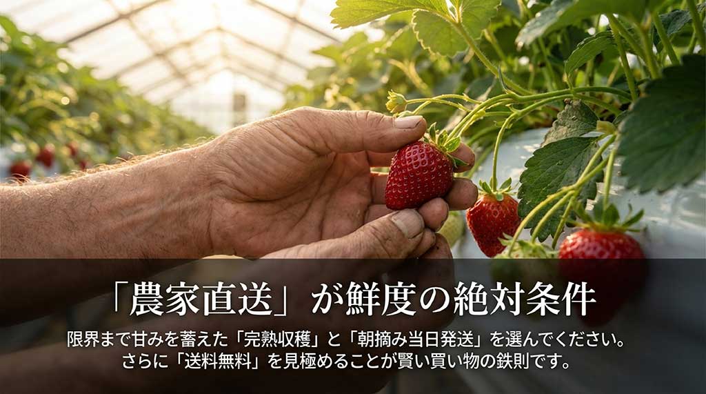 完熟収穫、朝摘み当日発送、送料無料といった賢いあまおう選びの鉄則をまとめたスライド画像