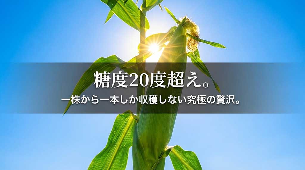 糖度20度を超え、一株から一本しか収穫しない究極の贅沢な育て方を説明するスライド
