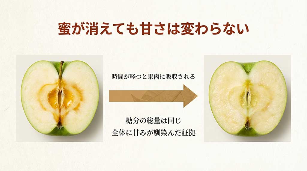 時間の経過とともに蜜が果肉に吸収され、見た目には消えても糖分の総量は変わらず、全体に甘みが馴染んだ状態になることを説明する断面比較図