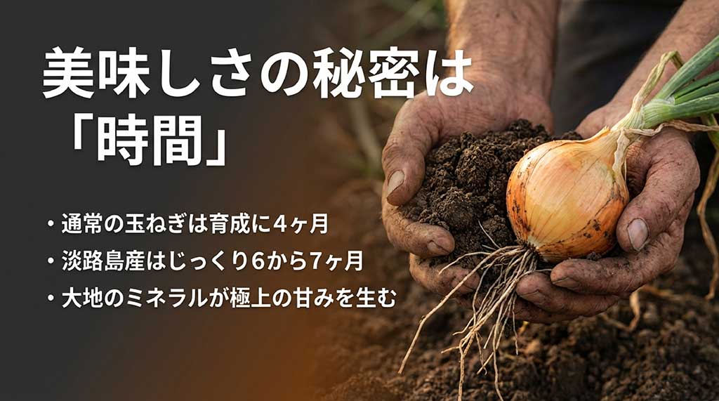 通常の玉ねぎより長い6〜7ヶ月の育成期間が甘みを生む理由の解説