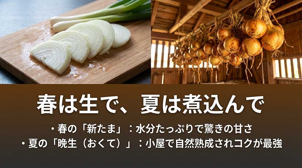 春の新たまねぎと夏の晩生たまねぎの特徴とコクの違い