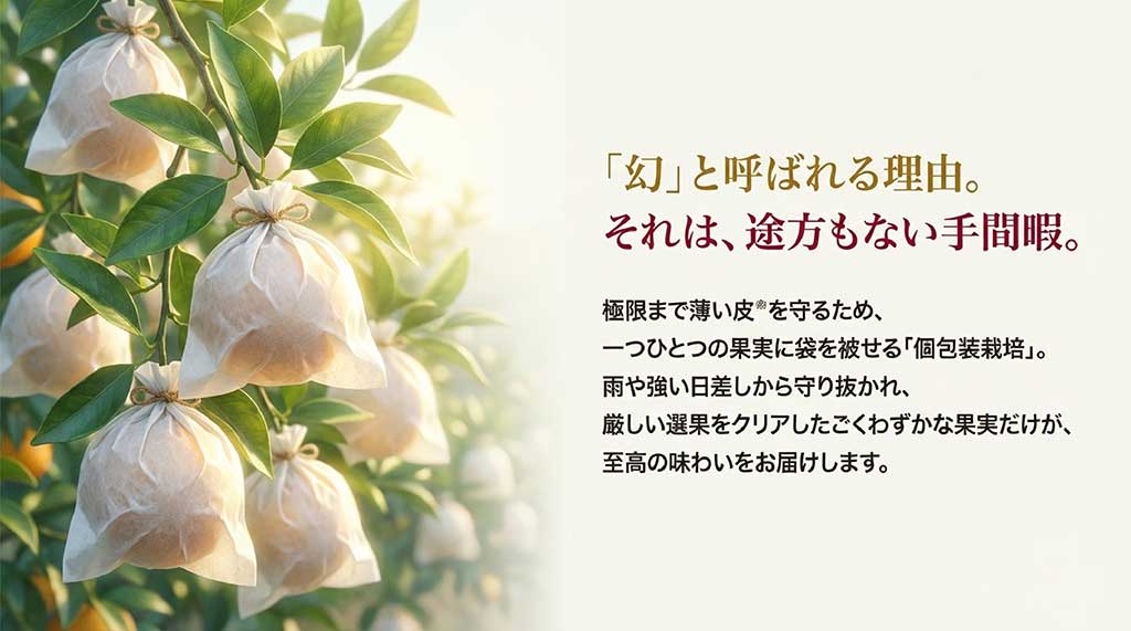 繊細で薄い皮を守るため、果実一つひとつに袋を被せて大切に育てる「個包装栽培」の様子
