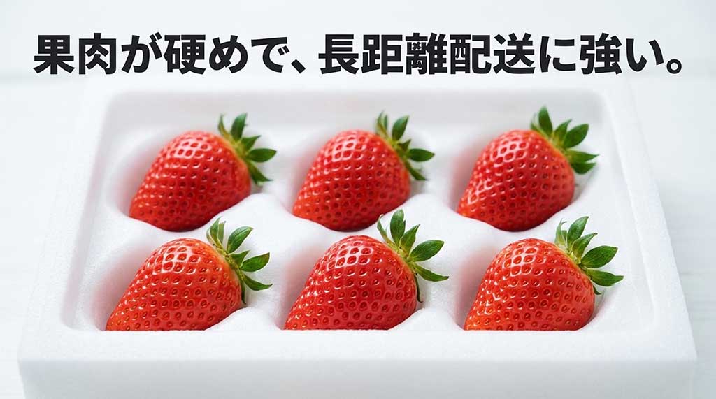 果肉が硬めで長距離配送に強い紅ほっぺの輸送適性についての説明