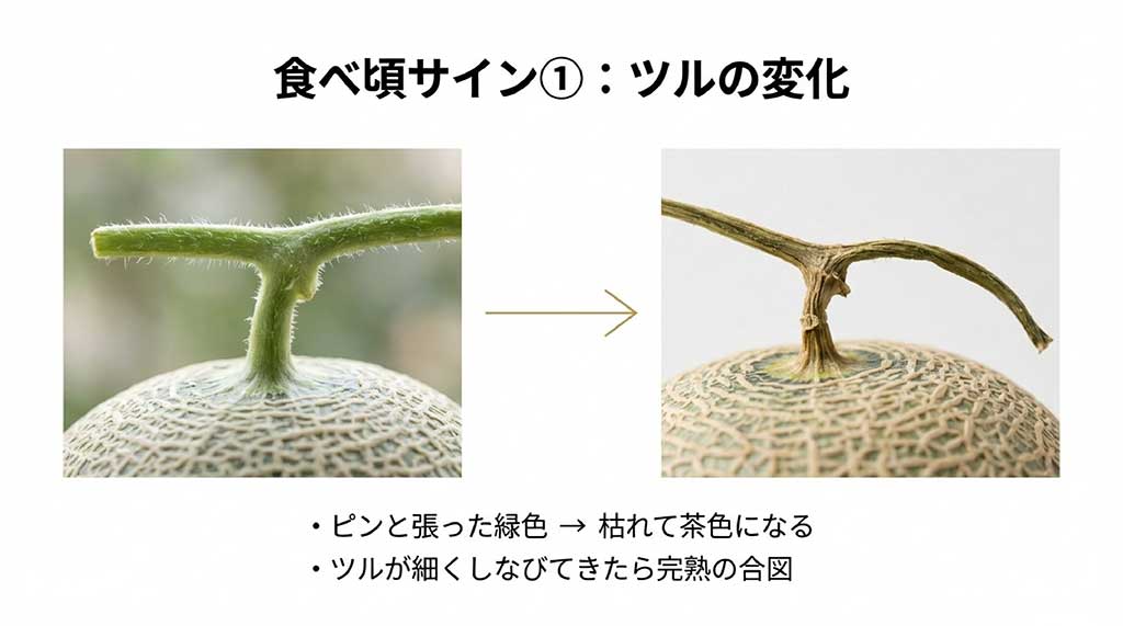 青々としたツルが枯れて茶色くしなびてきた、クラウンメロンの完熟状態の比較写真