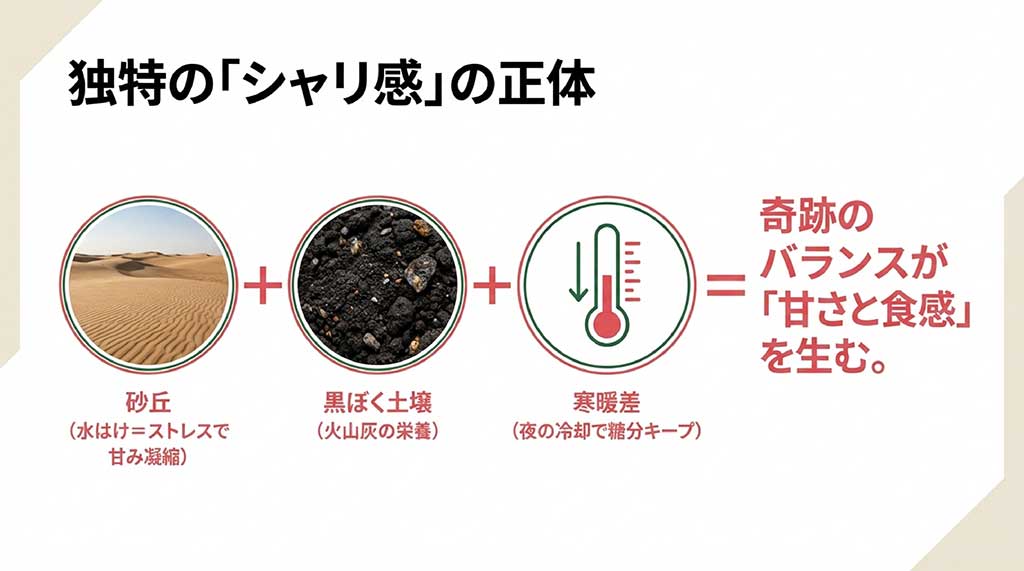 砂丘地帯、黒ぼく土壌、寒暖差がスイカの甘さと食感を生む図解