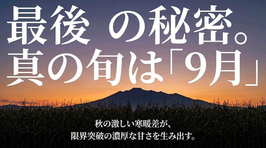 秋の寒暖差が限界突破の濃厚な甘さを生み出す、9月の嶽きみの秘密