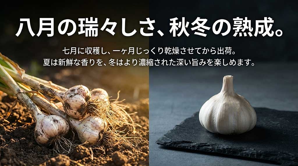 7月に収穫し1ヶ月乾燥。夏は新鮮な香り、冬は濃縮された深い旨みを楽しめる