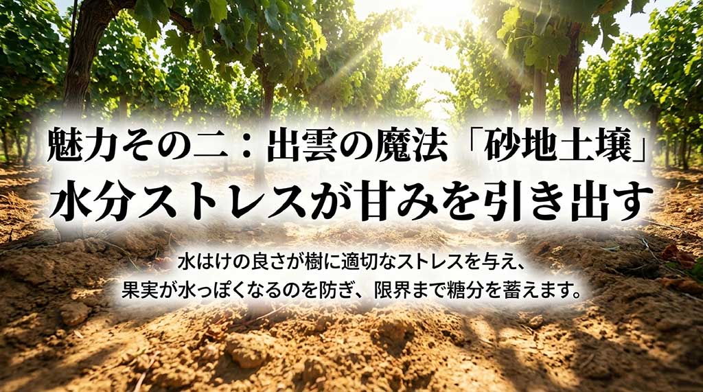 水はけの良い砂地土壌が樹に適切なストレスを与え、糖分を蓄える仕組みの図解