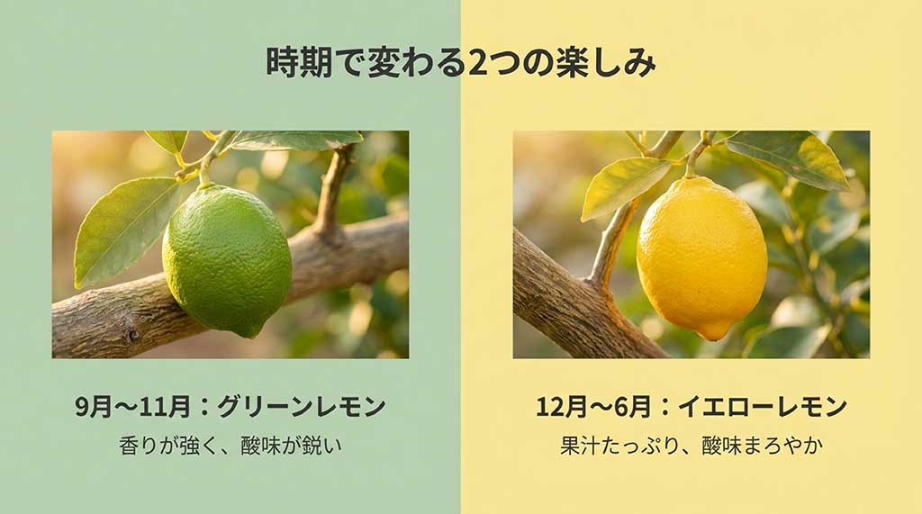 9月からのグリーンレモンと12月からのイエローレモンの特徴