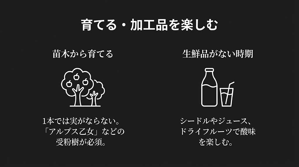 栽培時の受粉樹（アルプス乙女等）の必要性と、ジュースやシードルなどの加工品の紹介