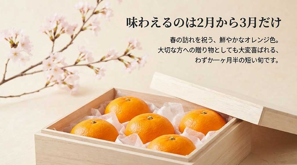 はまさきの旬は2月から3月のわずか一ヶ月半。春の訪れを祝う鮮やかなオレンジ色と短い旬についての解説