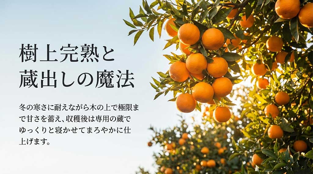 冬の寒さに耐える樹上完熟と、専用の蔵で寝かせてまろやかに仕上げる「はまさき」の熟成工程