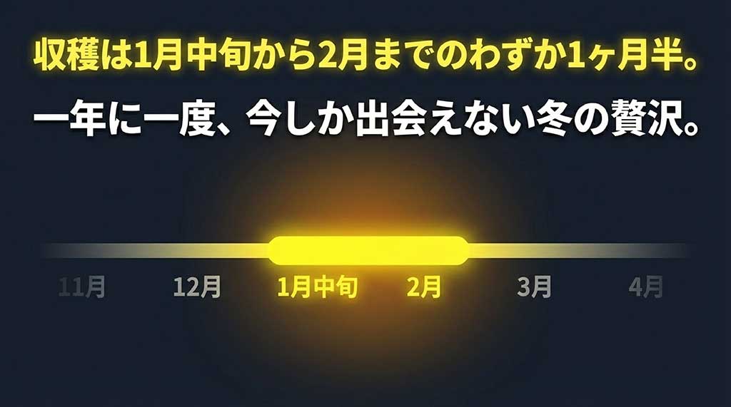 1月中旬から2月までのわずか1ヶ月半という短い収穫時期を示すカレンダー形式のスライド