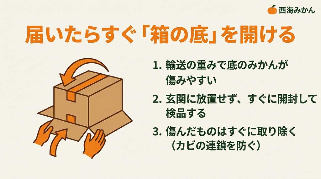 届いたみかんの箱をひっくり返して底から開けるイラスト。重みで傷みやすい底のみかんを検品し、カビの連鎖を防ぐ方法