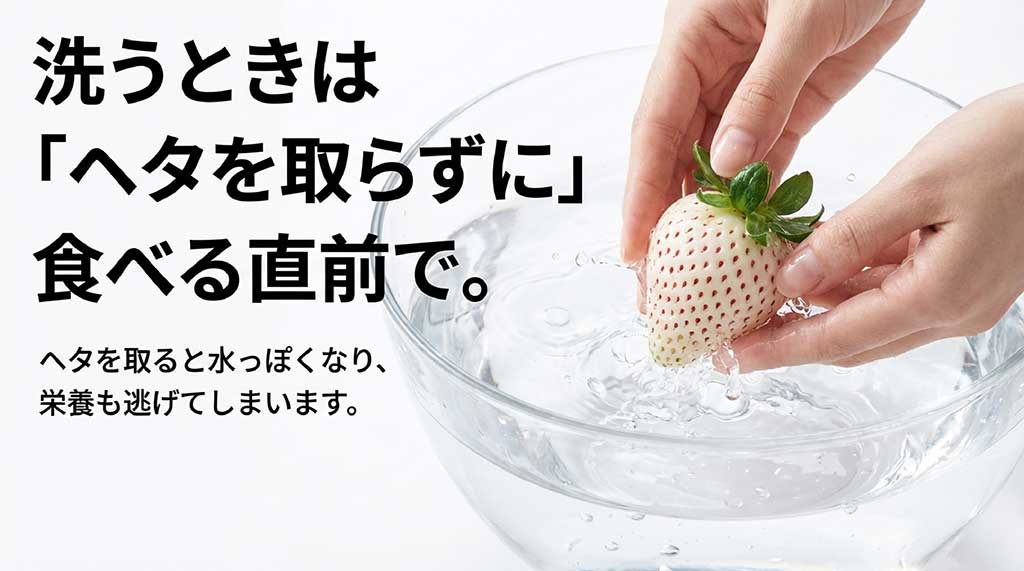 重みで潰れないよう、先端を上にして密閉容器で保存される白いちご