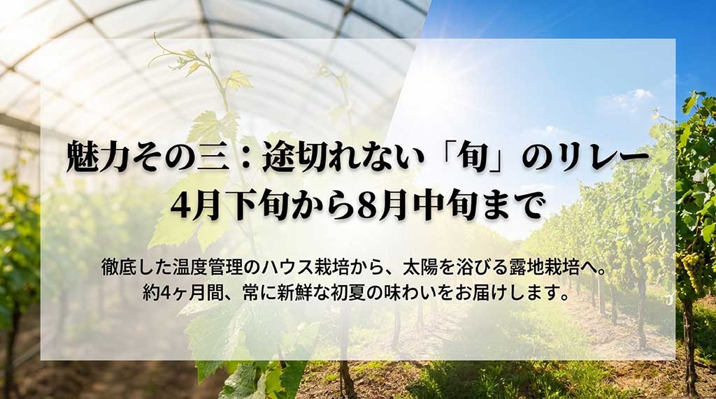 4月下旬から8月中旬まで続く、ハウス栽培から露地栽培へのリレー出荷を説明する図解
