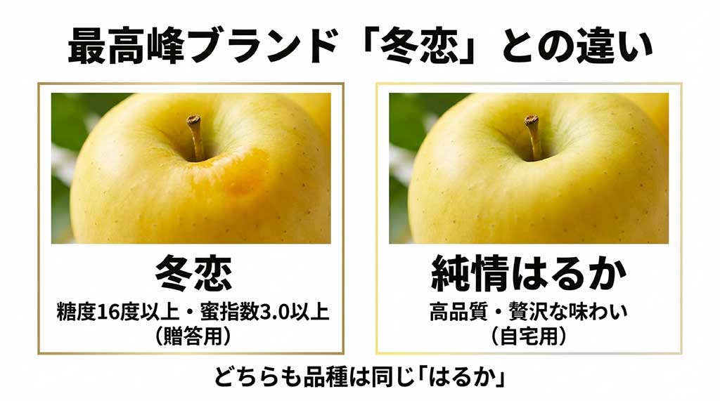 品種は同じ「はるか」でも、贈答用の冬恋（糖度16度以上・蜜入り3.0以上）と、家庭用でも高品質な純情はるかの違いを解説した図
