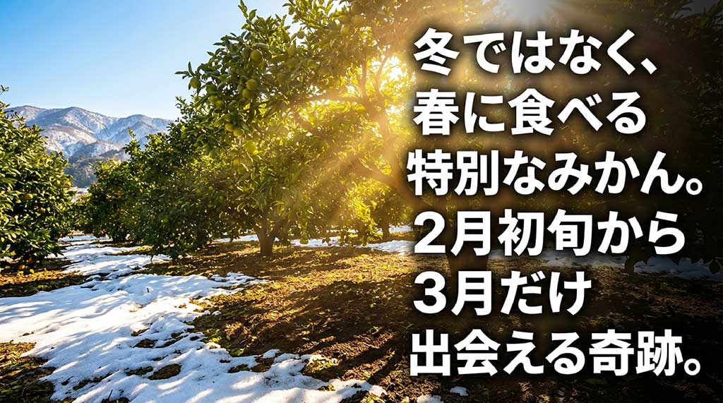 2月初旬から3月限定で出会える寿太郎みかんの販売時期を解説したスライド。春に食べる特別なみかん