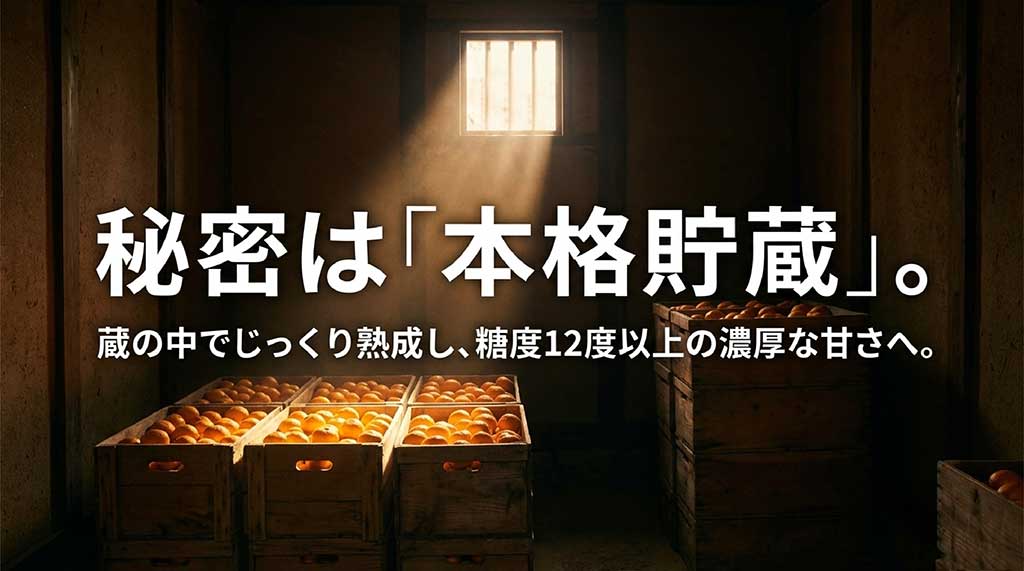 蔵の中でじっくり熟成させ、糖度12度以上の濃厚な甘さを引き出す本格貯蔵のプロセス解説