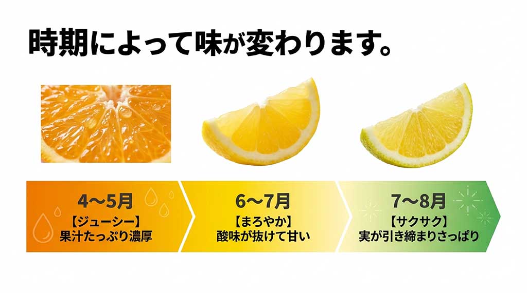 河内晩柑の時期別の味の変化。4-5月は濃厚ジューシー、6-7月はまろやか、7-8月はサクサクさっぱり