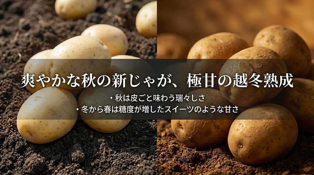 秋の新じゃがの瑞々しさと、冬から春にかけての越冬熟成によるスイーツのような甘さの違い