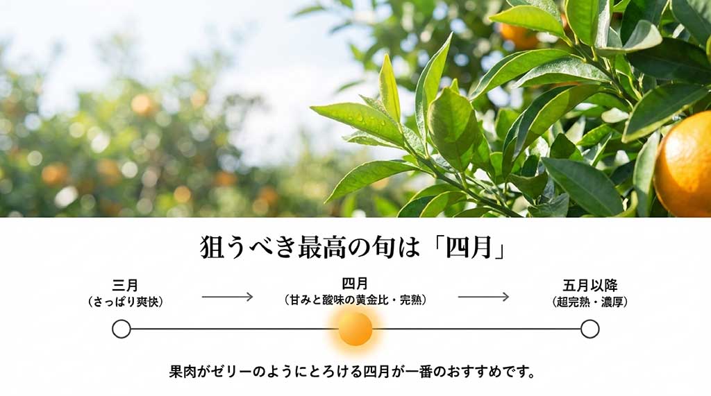 3月から5月の清見タンゴールの味の変化と、4月が最高の旬であることを示すカレンダー