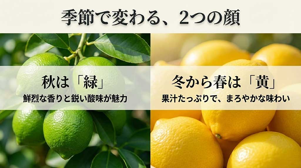 秋は「緑」で鮮烈な香りと酸味、冬から春は「黄」で果汁たっぷりとまろやかな味わいになることを示す解説画像