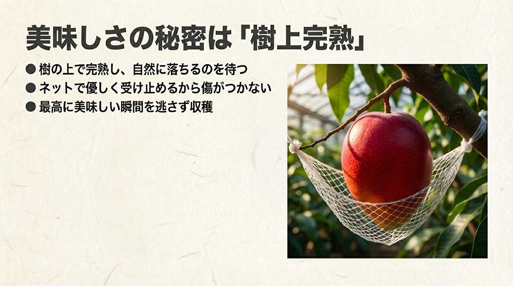 樹の上で完熟し、自然に落ちた実をネットで優しく受け止める収穫の様子