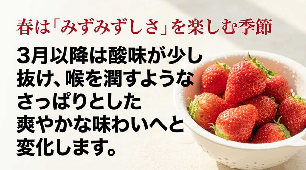 3月以降の酸味が抜け、さっぱりとした爽やかな味わいへ変化する春のまりひめの特徴を記したスライド