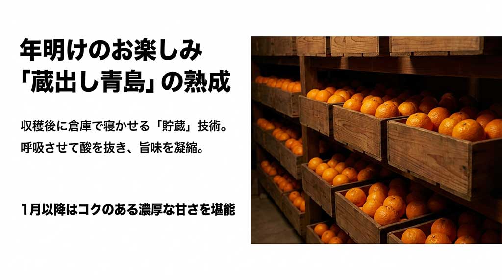 収穫後に木箱に入れて倉庫で寝かせ、甘みとコクを凝縮させる貯蔵中の青島みかんの様子