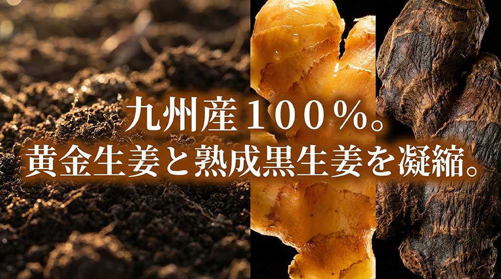 九州産の黄金生姜と熟成黒生姜を100%使用し凝縮した「みらいのしょうが」の原料説明