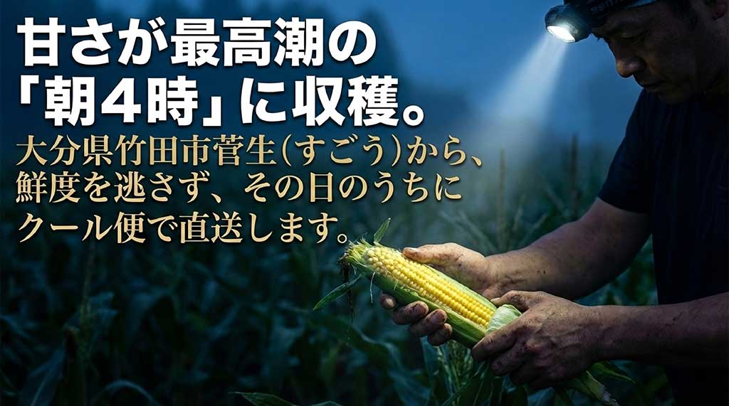 甘さが最高潮の朝4時に収穫し、その日のうちにクール便で直送する鮮度管理の図解