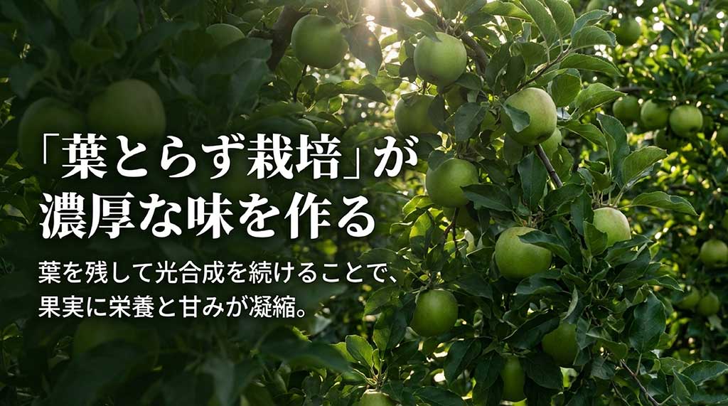 葉を残して光合成を続ける「葉とらず栽培」により、果実に栄養と甘みが凝縮されることを説明するスライド