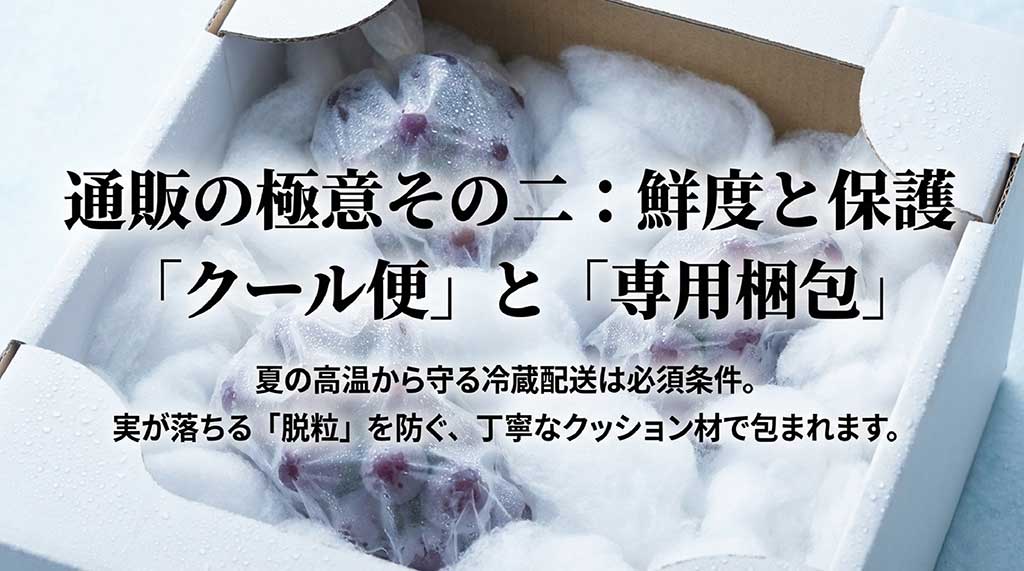 夏の高温から守るクール便配送と、実が落ちるのを防ぐ専用クッション材による梱包の説明