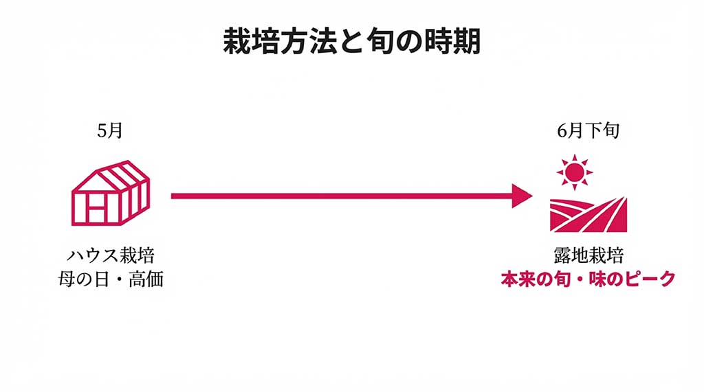 5月のハウス栽培と6月下旬の露地栽培（本来の旬）の時期と特徴