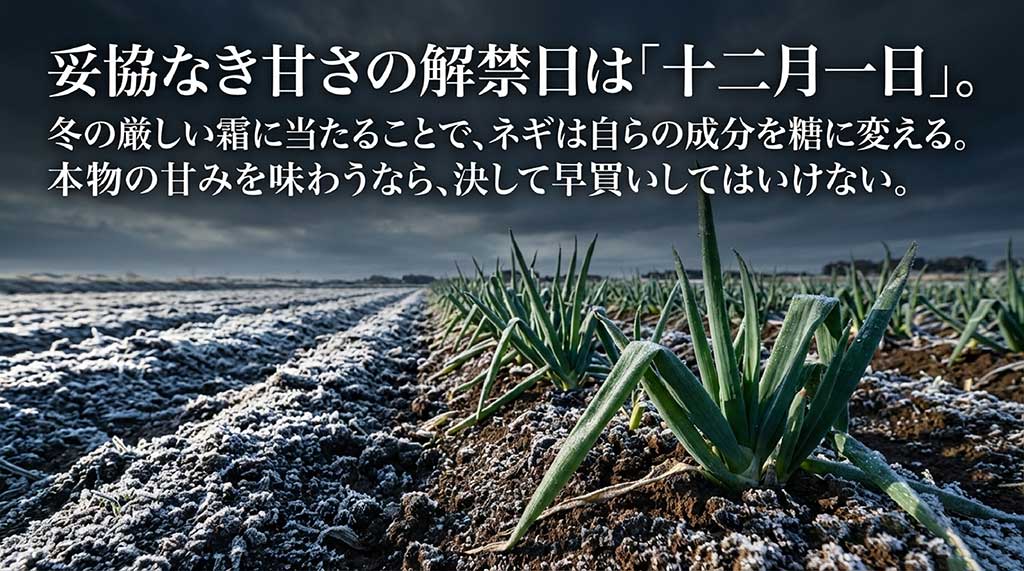 冬の厳しい霜に当たることで甘みが増すため、妥協なき甘さの解禁日は十二月一日であるという説明