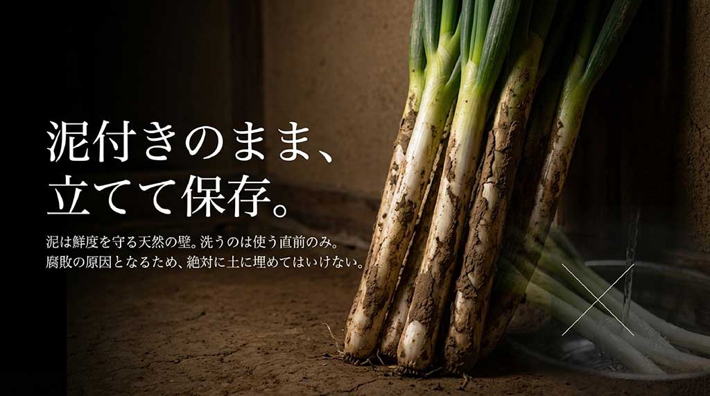 泥付きのまま立てて保存し、腐敗の原因となるため土には埋めないという保存の注意点