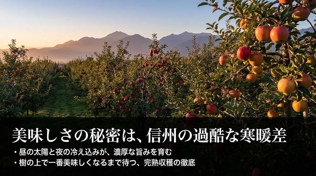 寒暖差が旨みを育むことや、樹上完熟収穫の徹底について解説した資料