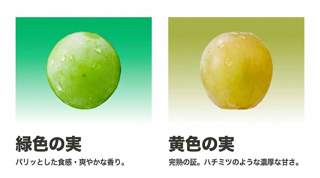 緑色の実は「爽やかな香りと食感」、黄色い実は「濃厚な甘みとコク」という、果皮の色による味の変化を比較したチャート