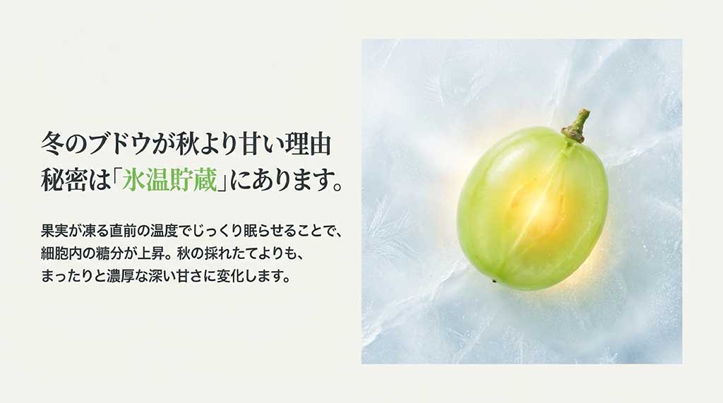 氷の上に乗ったシャインマスカットの粒と、氷温貯蔵で糖分が上昇し濃厚な甘さに変化する説明文