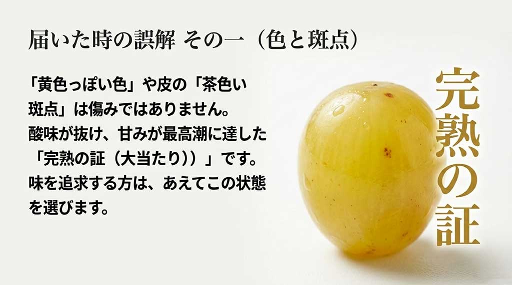 黄色っぽい色や茶色い斑点は傷みではなく甘みが最高潮に達した完熟の証であることを説明するスライド