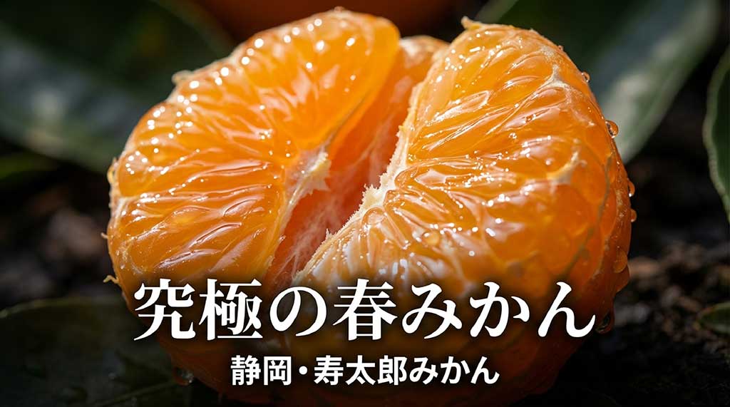 静岡県沼津市産のブランドみかん「寿太郎みかん」のタイトルスライド。究極の春みかんというキャッチコピー
