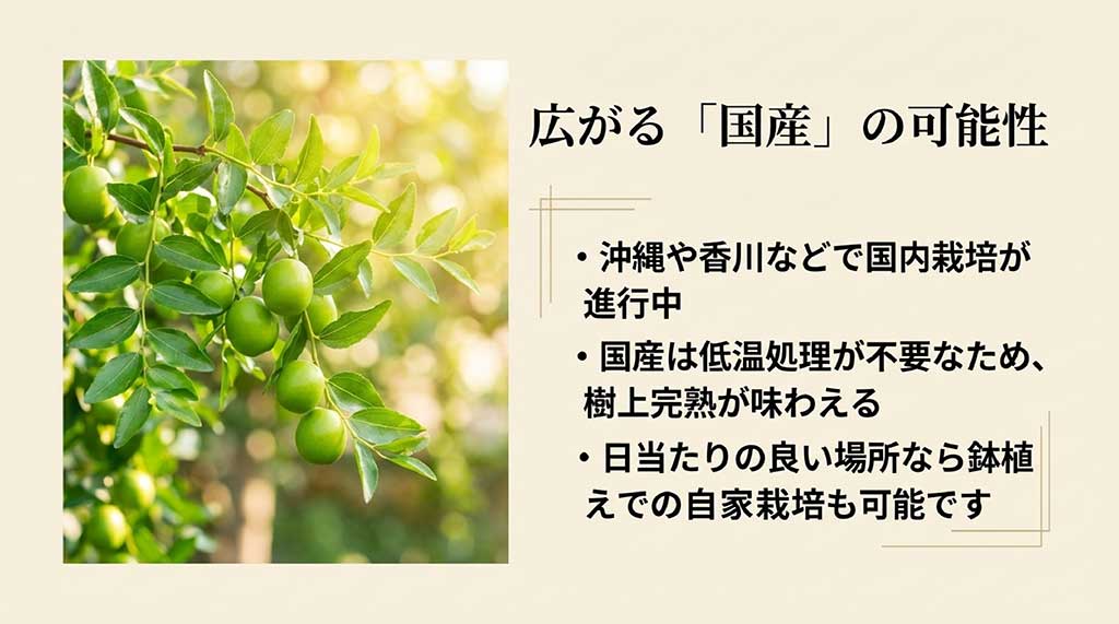 沖縄や香川での栽培状況と、鉢植えでの自家栽培の可能性を示す画像