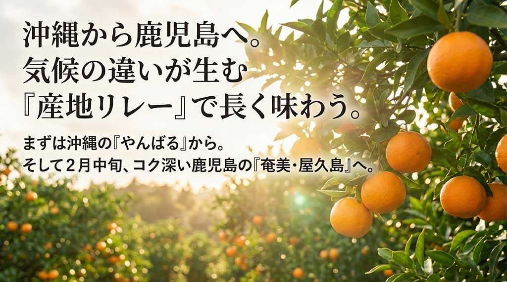 沖縄（やんばる）から鹿児島の（奄美・屋久島）へ続く産地リレーの解説