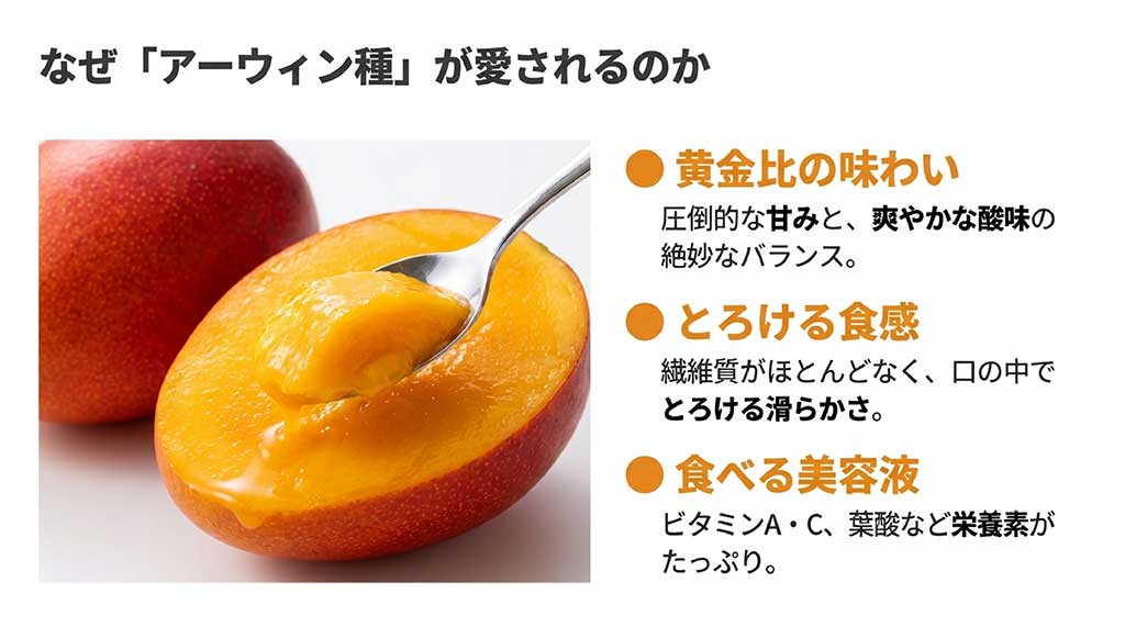 甘みと酸味のバランス、繊維の少ないとろける食感、ビタミンA・Cや葉酸などの栄養素といった愛文マンゴーの魅力を解説した図解